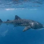 A whale shark in the Maldives.
