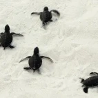 Turtle hatchlings on the beach by Coco Palm Dhuni Kolhu Resort, Maldives