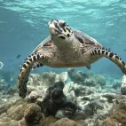 An olive ridley turtle in the Maldives