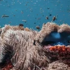 An anemone near Coco Palm Dhuni Kolhu Resort, Maldives