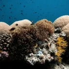One of the reefs near Coco Palm Dhuni Kolhu Resort, Maldives