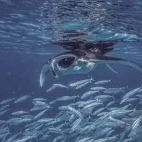 A manta ray and shoal of fish in Hanifru Bay, an excursion from Coco Palm Dhuni Kolhu Resort, Maldives