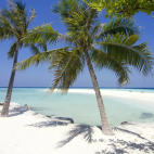 Palm trees on the beach at Embudu Village, Maldives.