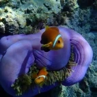 Barrel anemone seen whilst diving & staying at Eri Maldives