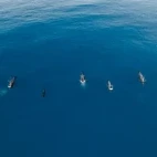 Dolphins in the Maldives