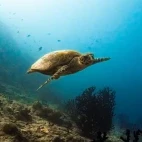 Hawksbill turtle in the Maldives.
