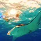 Manta ray & snorkeller in the Maldives