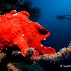 Giant frogfish and diver. Diving at Lily Beach Resort & Spa, Maldives.