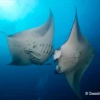A pair of manta rays, from diving at Lily Beach Resort & Spa, Maldives.