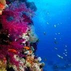 Marine life on a wall dive, at Lily Beach Resort & Spa, Maldives.