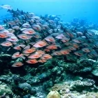 Humpback red snapper in the Maldives.