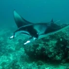 A manta ray in the Maldives.