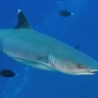 A white tip reef shark in the Maldives.
