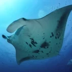 Manta ray in the Maldives.