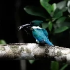 Kingfisher in the Amazon Rainforest, Ecuador.