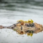 Caiman in the Napo River, Ecuador.