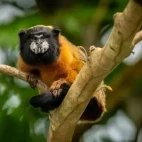 Capuchin monkey in a tree, in the Ecuadorian Amazon, Ecuador.