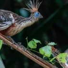 Colourful hoatzin in Ecuador.