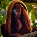 Howler monkey in the Amazon Rainforest, Ecuador.