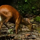 Red deer in the Amazon Rainforest, Ecuador.