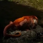Red howler monkey in the Ecuadorian Amazon, Ecuador.