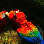 Red & blue macaw in the Ecuadorian Amazon, Ecuador.