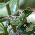 One of the many reptile species in the Ecuadorian Amazon, Ecuador.