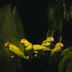 Tui parakeets in Ecuador.