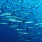 Barracuda in Taveuni, Fiji.