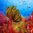 Coral reef in Rainbow Reef, Fiji.
