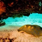 Blue-spotted stingray in Taveuni, Fiji.