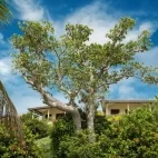 Premium ocean view villa at Volivoli Beach Resort in Fiji