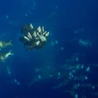 Bumphead parrotfish spawning in Palau.