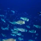 Bumphead parrotfish spawning in Palau.