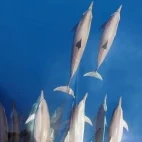 Dolphins from the bow of Emperor Bilikiki liveaboard in the Solomon Islands