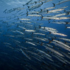 Barracuda in the South Pacific.