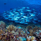 Reef of Mary Island, Solomon Islands.