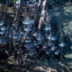 An orbiculate cardinalfish in the Solomon Islands.