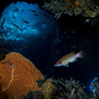 Coral and fish at the Twin Tunnels, Solomon Islands.