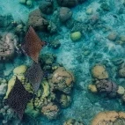 Eagle rays at Uepi Island Resort in the Solomon Islands