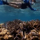 Snorkeller at Uepi Island Resort in the Solomon Islands