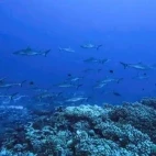 Grey reef sharks in French Polynesia.