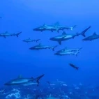 Grey reef sharks in French Polynesia.