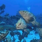 Marble grouper in the waters of the Tahiti Islands, French Polynesia.