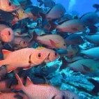 Shoal of soldier fish in French Polynesia.