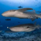 Tawny nurse shark near Beqa Lagoon Resort in Fiji