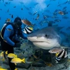 Tiger shark near Beqa Lagoon Resort in Fiji