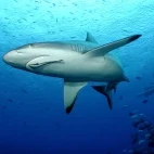 Grey reef shark in Fiji.