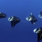 Manta rays in Fiji.