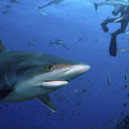 Bull shark in Fiji